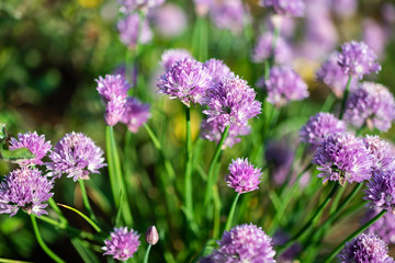 A bunch of beautiful large wild chive flowers