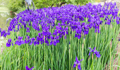 A field of purple irises in full bloom