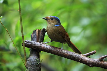 Large niltava (Niltava grandis decorata) in Da lat, Vietnam