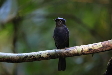 Large niltava (Niltava grandis decorata) in Da lat, Vietnam