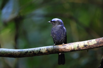 Large niltava (Niltava grandis decorata) in Da lat, Vietnam