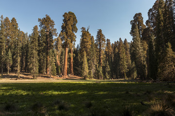Fototapeta na wymiar View of Giant Sequoia Trees Across a Green Meadow at Sunset