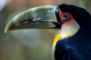 Green beak toucan from up close in detail