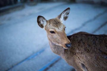 宮島のシカ