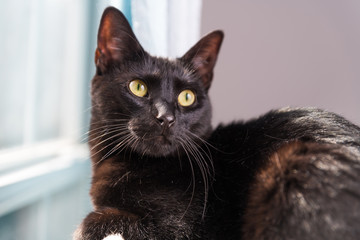 A beautiful handsome black cat is playful in a sunbeam cast by a window in the late afternoon