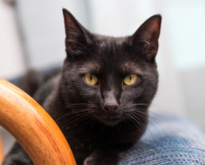 A beautiful handsome black cat is playful in a sunbeam cast by a window in the late afternoon