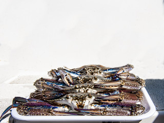 Blue Swimmer Crab. Portunus armatus