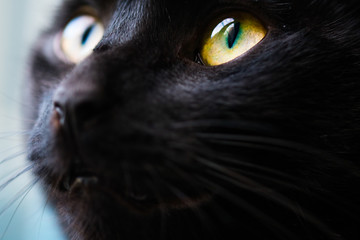 A beautiful handsome black cat is playful in a sunbeam cast by a window in the late afternoon