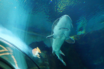 Large sturgeon swimming in huge tank