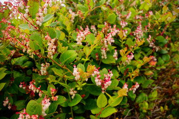 Salal flowers in coastal forest