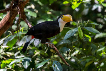 Naklejka premium Yellow beak toucan in natural surrounding