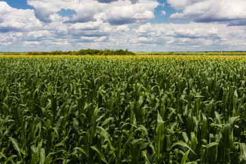 field of corn and white clouds and blue sky