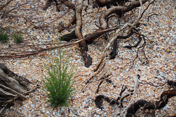 Contamination of the shore of the sea or lake with debris and tree branches. Environmental pollution. An environmental problem or a catastrophe. Side view, selective focus, copy space.