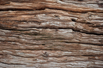 Plakat Wood for text or background