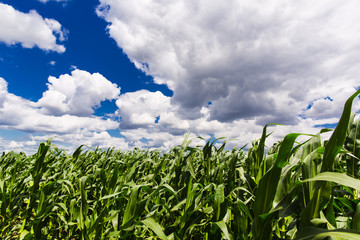 field of corn and white clouds and blue sky