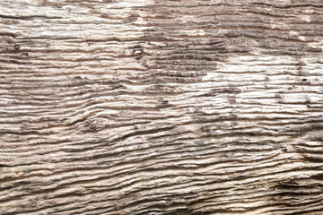 Wood for text or background