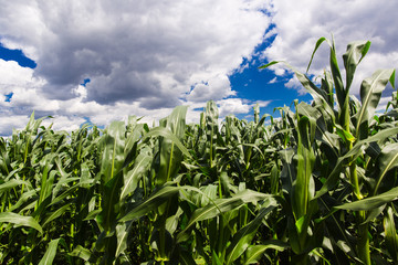 field of corn and white clouds and blue sky