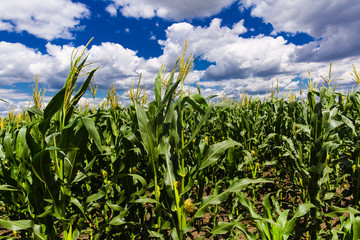 Corn field with blue sky and white cloud