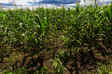 Corn field with blue sky and white cloud