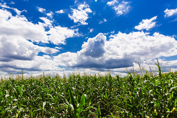 Corn field with blue sky and white cloud