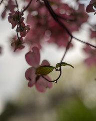 Greem ste,s pf dogwood flower