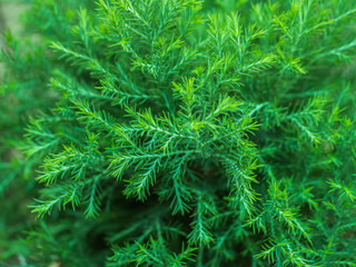 abstract green bokeh nature background from pine leaf