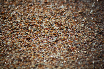Marine background. Broken and whole shells in the sand on the beach. Selective focus. Close-up, side view, copy space.