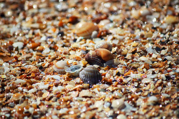 Marine background. Broken and whole shells in the sand on the beach. Selective focus. Close-up, side view, copy space.