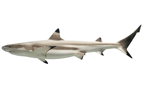 Side view of Australian blacktip shark, Carcharhinus tilstoni, isolated on white. Is a species of requiem shark, family Carcharhinidae, endemic to northern and eastern Australia. Copy space.