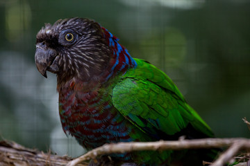 Anacan bird on a twig