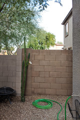 Idle garden watering hose coiled on gravel next to night blooming Cereus cactus in desert style...