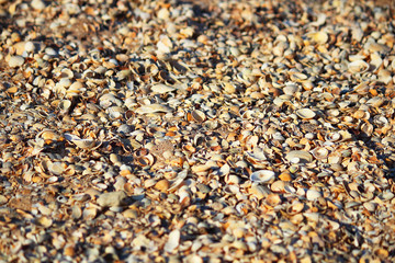 Marine background. Broken and whole shells in the sand on the beach. Selective focus. Close-up, side view, copy space.