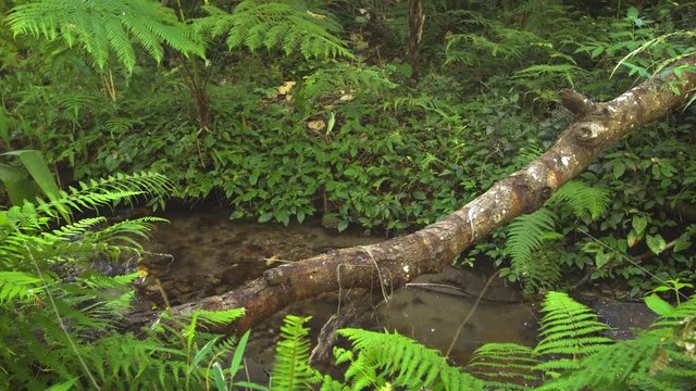 Deadfall Log Spanning Mountain Stream in Thai Jungle, with Sound