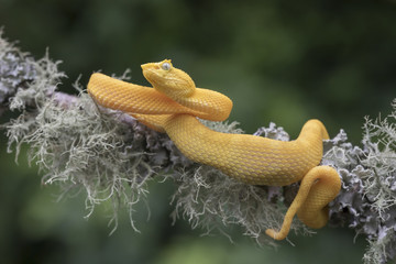 Yellow Eyelash Viper Snake (Bothriechis schlegelii) hanging from lichen covered branch