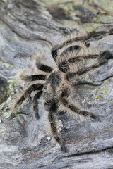 Large Curly Hair Tarantula (Brachypelma albopilosum) crawling on dead wood