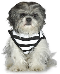Dog Prisioner Shih Tzu