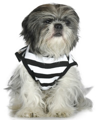 Dog Prisioner Shih Tzu