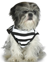 Dog Prisioner Shih Tzu