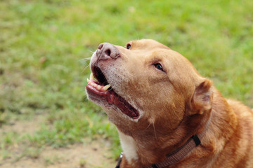Lovely brown pitbull playing in the park. Male dog, twelve years old.