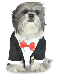 Elegant Dog Shih Tzu Black and White