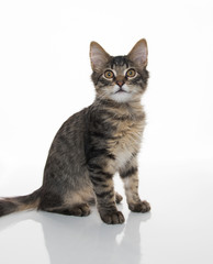 Tabby Kitten On White Background
