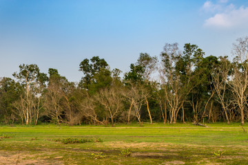 green field forest background