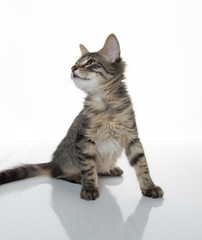 Tabby Kitten On White Background