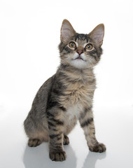 Obraz premium Tabby Kitten On White Background