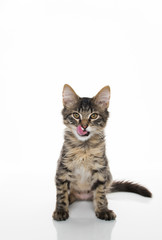 Tabby Kitten On White Background