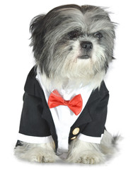 Elegant Dog Shih Tzu Black and White