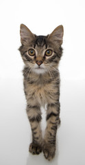 Obraz na płótnie Canvas Tabby Kitten On White Background