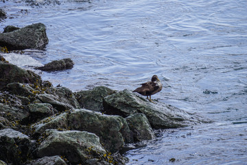 Diamond beach at Jokulsaron lagoon, Iceland