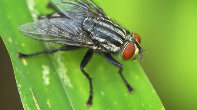 Blow Fly on a Green Leaf in Closeup