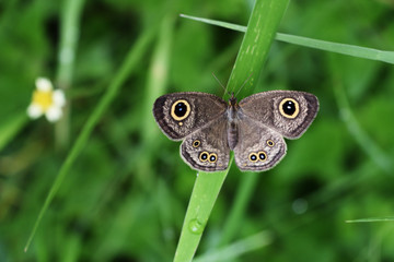 The Common Five-ring butterfly on leaf with natural green background , The pattern similar to the yellow eyes with blue dot in black circle on brown wings 
